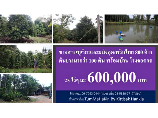 #ขายสวนทุเรียน #สวนมังคุด #พริกไทย #โฉนด 25 ไร่ #พิกัดเขาวงกต #แก่งหางแมว #จันทบุรี #ไร่ละ 6 แสนบาท