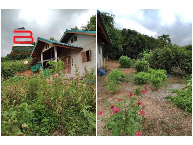 ที่ดินพร้อมบ้าน 1 ชั้น วิวภูเขา บ้านไคร้ หมู่ที่ 3 เนื้อที่ 219 ตรว. มี 2 ห้องนอน 1 ห้องน้ำ ถนนเทิงปางข่า (ทางหลวงหมายเล
