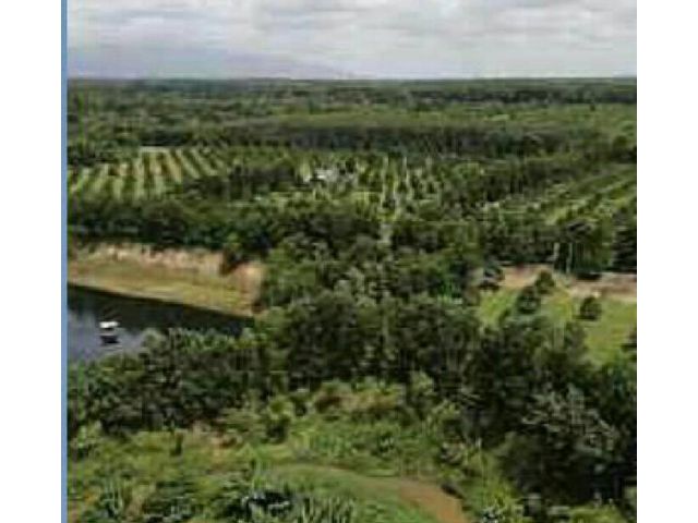 ขายที่ดิน สวนทุเรียน 135 ไร่ จังหวัดจันทบุรี