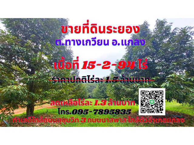 ขายที่สวนทุเรียนมังคุดพร้อมบ้านสวนระยอง 15-2-94ไร่ ต.ทางเกวียน อ.แกลง ใกล้ตัวอำเภอแกลง ใกล้ถนนสุขุมวิท ถนนบายพาส ติดถนนเ