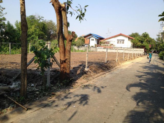 PR960ขายด่วนที่ดิน พุทธมณฑลสาย1 ซอย49 เนื้อที่169 ตรว. ถมแล้วสูงกว่าถนน50ซม. ปลูกกล้วยเรียบร้อย
