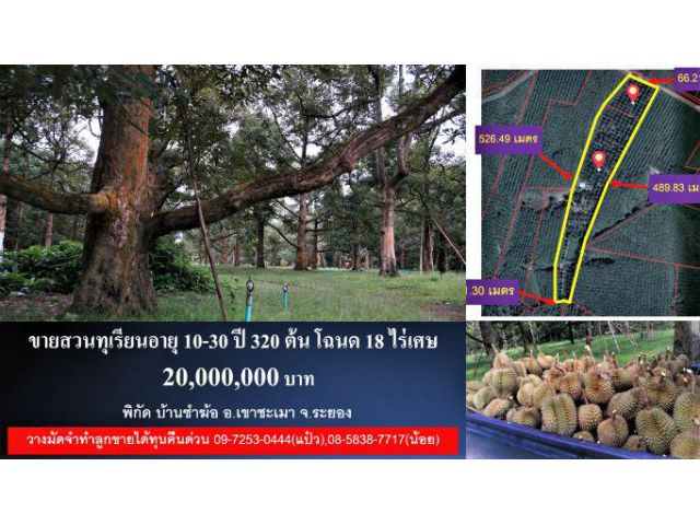 #ขายสวนทุเรียน อายุ 10-30 ปี 320 ต้น #โฉนด 18 ไร่เศษ #พิกัด บ้านซำฆ้อ #เขาชะเมา #ระยอง #20 ล้าน #Durian #Thailand #榴蓮