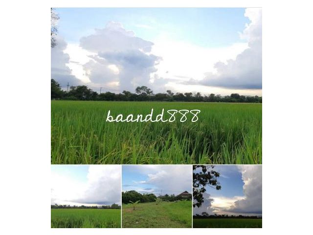 ขายที่ดิน1ไร่ติดกุลพันธ์วิลล์ 9 วิวทุ่งนาสวย