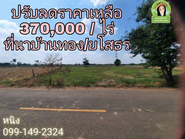 ปรับลดราคาเหลือ 370,000 /ไร่ ที่นาติดลาดยางบ้านตาดทอง/ยโสธร