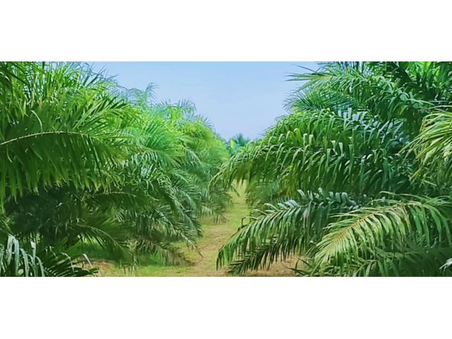 ขายสวนปาล์ม อายุ 4 ปี