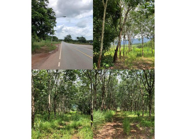 ที่ดิน+สวนยางโฉนด 191 ไร่ ติดถนนลาดยางทำเลสวย
