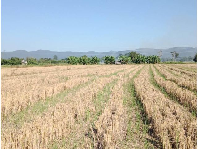 ที่นาติดลำเหมือง บ้านห้วยน้ำริน อ.แม่ริม