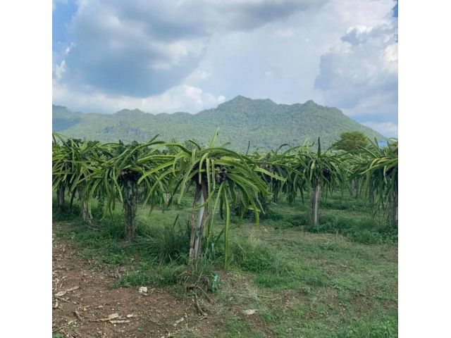 ขายที่สวยวิวเขา 3 ไร่ พญาเย็น เขาใหญ่ หมวกเหล็ก ติดถนนคอนกรีต ใกล้ ถ.มิตรภาพ 600 ม. ทำเลดีมาก เหมาะทำบ้านสวน รีอสร์ท คาเ