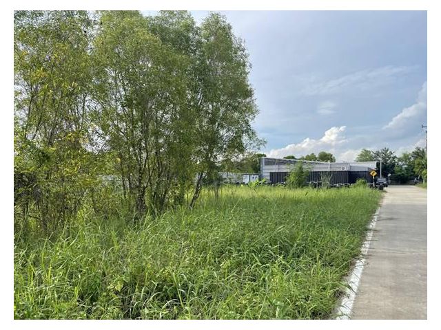 ขายที่ดินใกล้ตลาดไท คลองสาม 100 ตารางวา ราคา 850,000 บาท พร้อมโอนภาษี โฉนดครุฑแดง ติดถนนคอนกรีต