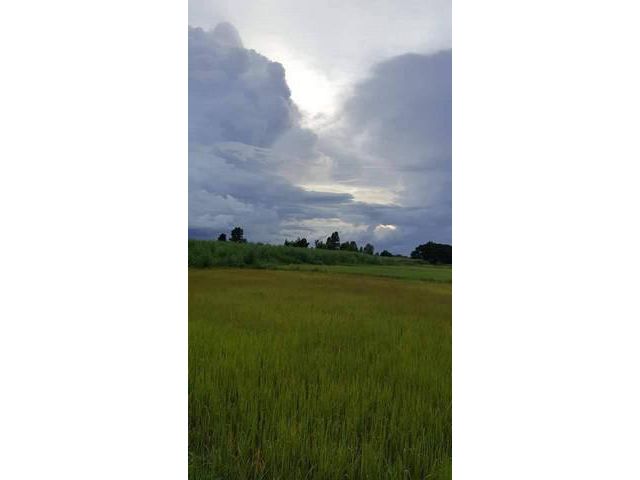 ที่ดิน 4 ไร่ หนองกุง จ.กาฬสินธุ์ สวยมาก