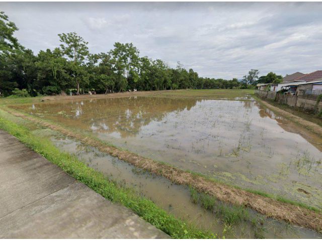 ขายที่นาเมืองเชียงราย 5 ไร่ ติดถนนคอนกรีต ใกล้ถนนพหลโยธิน 1 - 800 เมตร จ.เชียงราย