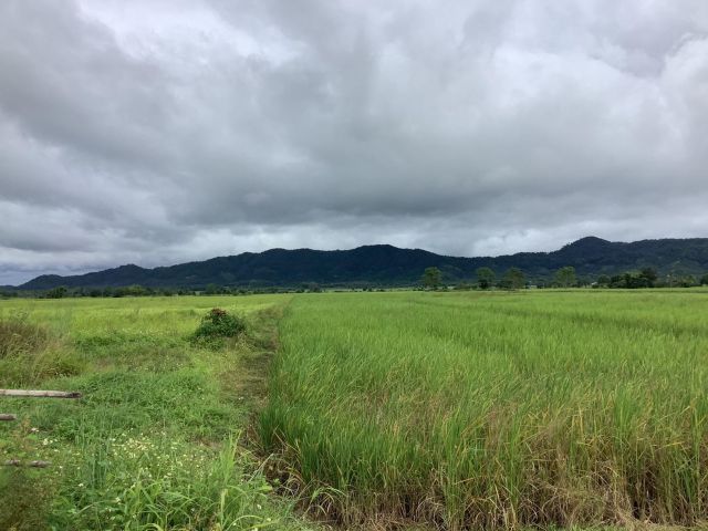 ขายด่วน ที่ดินเปล่า 8 ไร่ 20 ตร.ว. ต.ห้วยสัก อ.เมือง เชียงราย ใกล้ถนนใหญ่