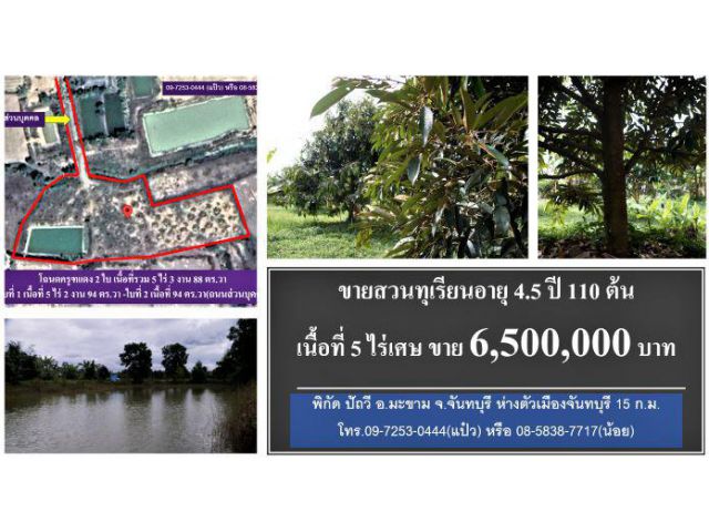 #ขายสวนทุเรียนหนุ่ม #โฉนด 5 ไร่เศษ #พิกัด #ปัถวี #มะขาม #จันทบุรี #6.5 ล้าน #Durian #Thailand #榴蓮