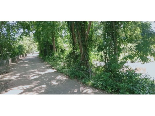 ขายที่ดินประจันตคาม 5 ไร่ ติดถนนคอนกรีต ใกล้ถนนสุวรรณศร 33 - 9 กม. จ.ปราจีนบุรี