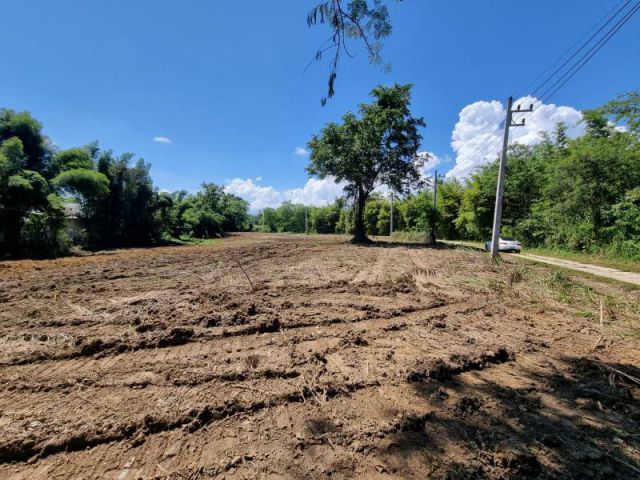 ขายที่ดินแม่แตง ใกล้ถนนหลวง(1095)เส้นขึ้นปาย มี​ 2 แปลงติดกัน​ วาละ 4,200 #ใกล้นิคมสหกรณ์แม่แตง