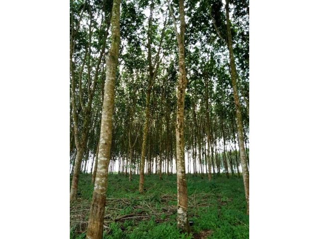 ราคาดี คุ้มค่า ใช้ประโยชน์ได้ทันที ที่ดิน สวนทุเรียน ยางพารา อ. เขาสมิง จ. ตราด ไร่ละ 720000