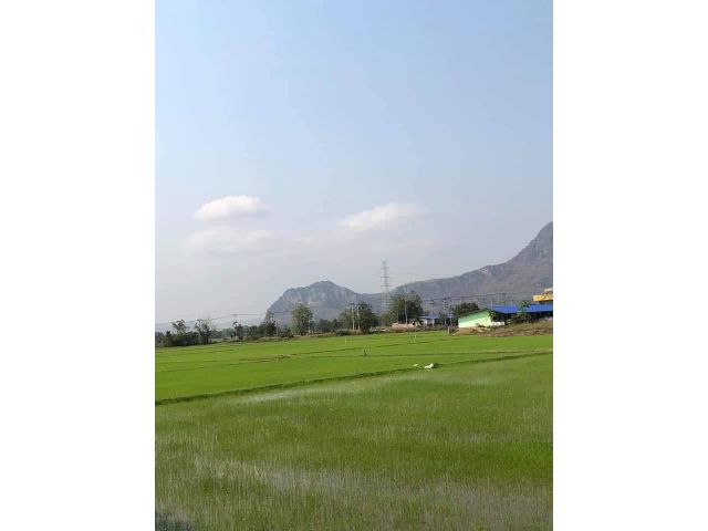 ขายที่ดิน 4-3-55 ตรว.อ.เขาย้อย จ.เพชรบุรี