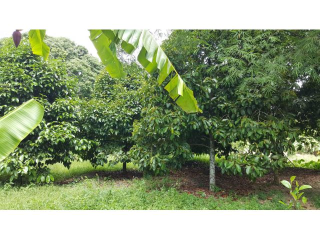 สวนผลไม้ราคาถูก