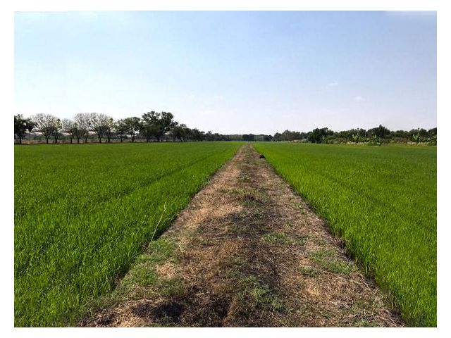 ขายที่ดิน59-3-22ไร่ถ.รังสิตคลอง8AOL-F80-2110004833