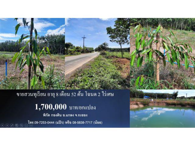 #ขายที่ดิน #สวนทุเรียนหมอนทอง #โฉนด 2 ไร่เศษ #พิกัด ต.กองดิน #แกลง #ระยอง #ยกแปลง 1.7 ล้านบาท #Durian #Thailand #榴蓮