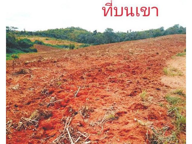 ทรัพย์ดีไม่มีผิดหวัง บนเนินเขา หล่มเก่า 0837124115