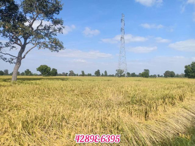 ขายที่นาแปลงใหญ่ 13 ไร่ 3 งาน 26 ตร.ว หน้าติดลาดยาง ราคาเปิดไม่แรง