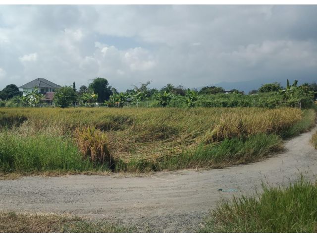 ที่นาวิวดอย ติดลำเหมือง อ.แม่ริม