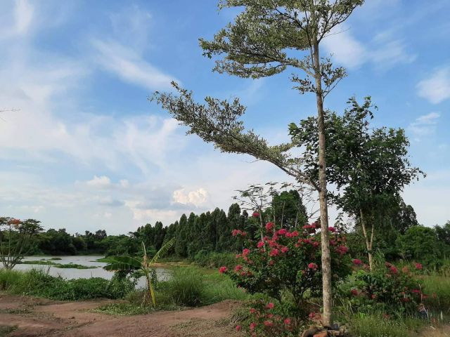 ขายที่ดินบ้านสร้างติดแม่น้ำบางปะกง 1 ไร่ ถมแล้วพร้อมสวนผลไม้บางส่วนแถมที่งอก 100 ตรว. จ.ปราจีนบุรี