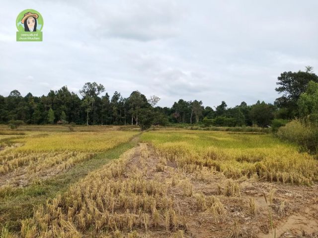 ที่นาสะเดา