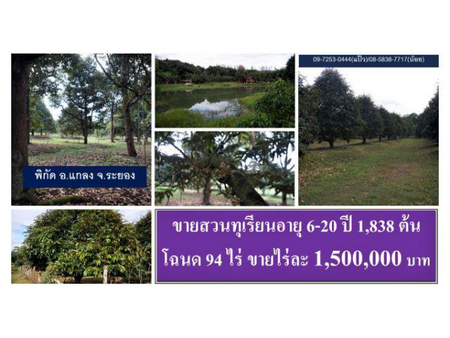 #ขายสวนทุเรียนโต 550 ต้น  #ปีที่แล้วได้ 40 ตัน #นส.3 ก  28 ไร่ #พิกัด ต.ตกพรม #ขลุง #จันทบุรี #ไร่ละ 9 แสนบาท #Durian
