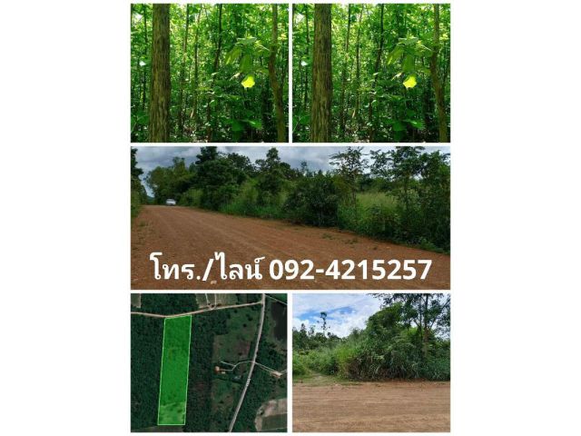 ขายที่ดินเอกสารโฉนด+สวนต้นสักทอง อ.สวนผึ้ง จ.ราชบุรี