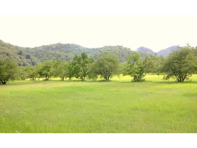 ขายที่เขาใหญ่ 1ไร่ 3งาน เขาวง หนองน้ำแดง วิวเขาสวย ใกล้วัดถ้ำเขาวง ใกล้ศูนย์ผู้นำซีพี จากเส้น 7165 เพียง 400ม. เหมาะทำบ้