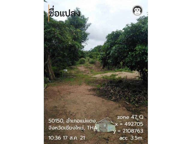 สวนลำใยแม่แตง เชียงใหม่ 5-3-67 ไร่