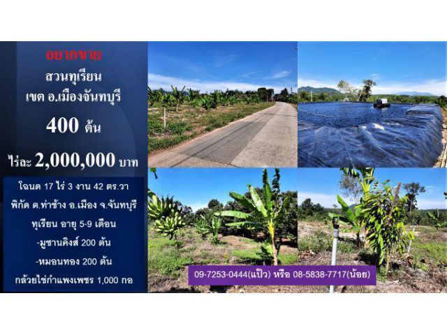 #ขายสวนทุเรียน 400 ต้น #มูซานคิงส์ 200 ต้น #หมอนทอง 200 ต้น #กล้วยไข่ 1 พันกอ
