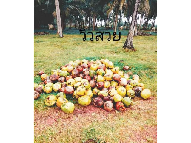 ทรัพย์ดีรอเจ้าของ  ที่ดินติดทะเล ประจวบ 5ไร่