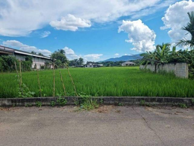 ที่ดินเปล่า200ตรว.ขายถูก1.45ล้านเชียงใหม่แม่ริม