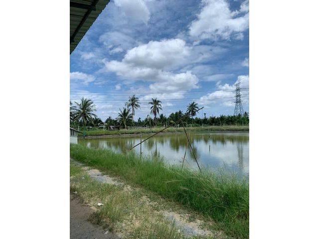 ขายที่บ่อเลี้ยงสัตว์น้ำหรือทำการเกษตรกรรม บ้านแพ้ว