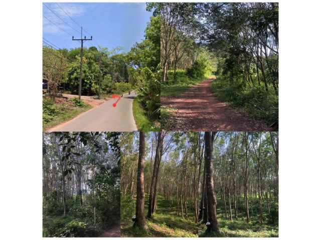 ที่ดินพร้อมสวนยางพารา