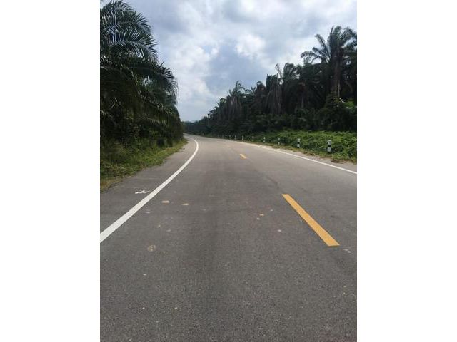 ขายที่ดิน 820 ไร่ คลองท่อม กระบี่ ที่สวนปาล์ม