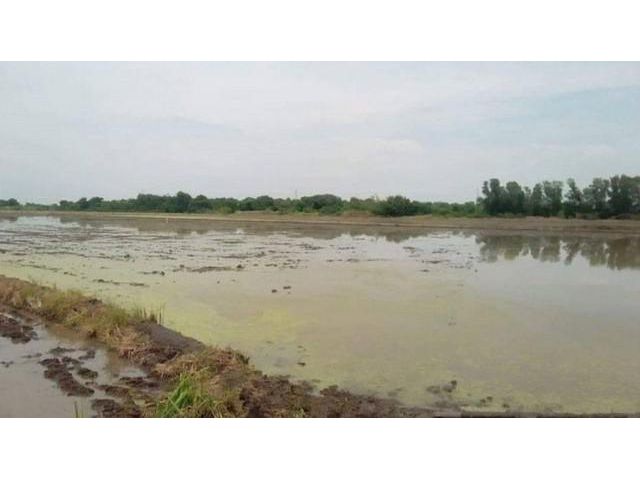 ขายที่ดิน 22 ไร่ ใกล้ถนน 3022 - 1 กม. อ.หนองเสือ จ.ปทุมธานี