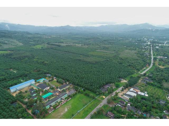 ขายที่ดินพร้อมสวนปาล์ม เหมาะสำหรับทำธุรกิจ กะเปอร์