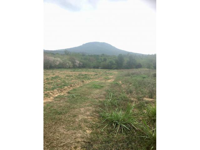 ขายที่ดิน 12 ไร่ บ้านคลองกุ่ม ตำบลระเริง อำเภอวังน้ำเขียว จังหวัดนครราชสีมา