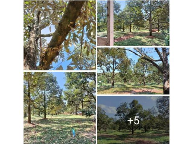 สวนทุเรียนให้ผลผลิตเต็มที่