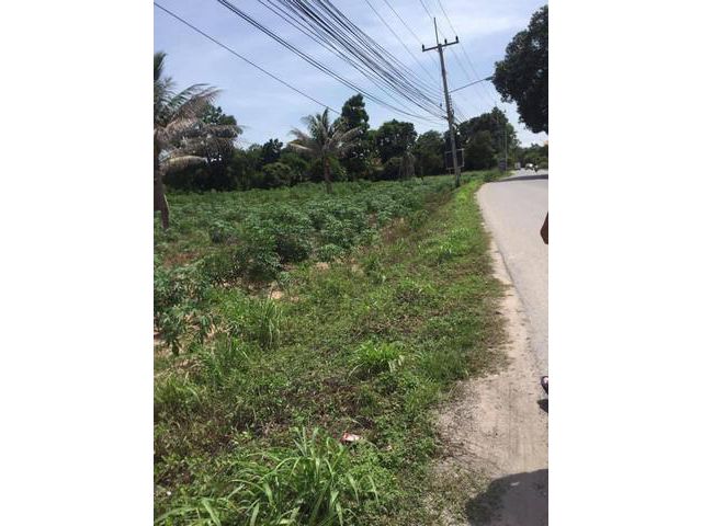 ขายที่ดินบางละมุง 3 ไร่ ติดถ. เส้นหนองสะเดา 2 ด้าน จ. ชลบุรี