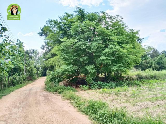 ที่ดินบ้านคอนสาย/ยโสธร