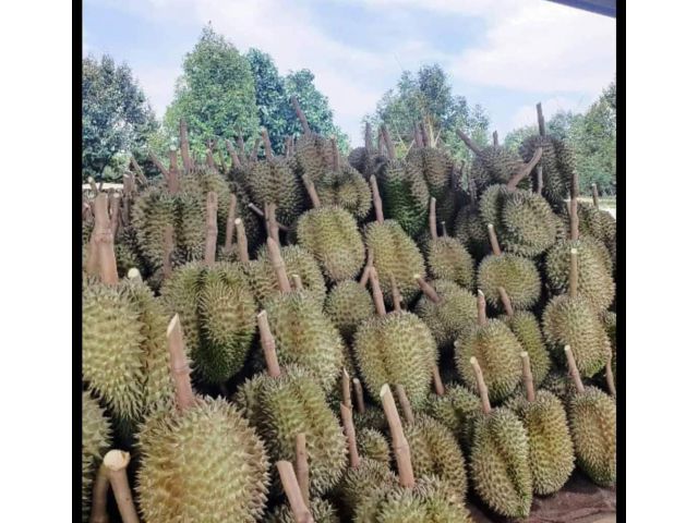 สวนท่องเที่ยวเมืองจัน ทุเรียน37ไร่ 50ล้าน
