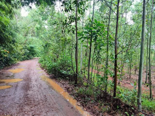 ขายที่ดินกบินทร์บุรี 16. 5 ไร่ ด้านหลังติดฟาร์ม ใกล้ถนนสุวรณศร 33 - 3 กม. จ. ปราจีนบุรี