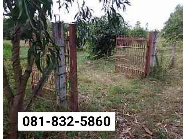ขายที่ดินสวนผลไม้ 275 ตรว. พร้อมผลผลิต