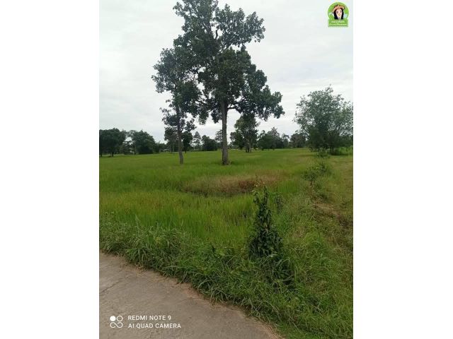 ที่นาติเคอนกรีต อ.วังหิน/ศรีสะเกษ