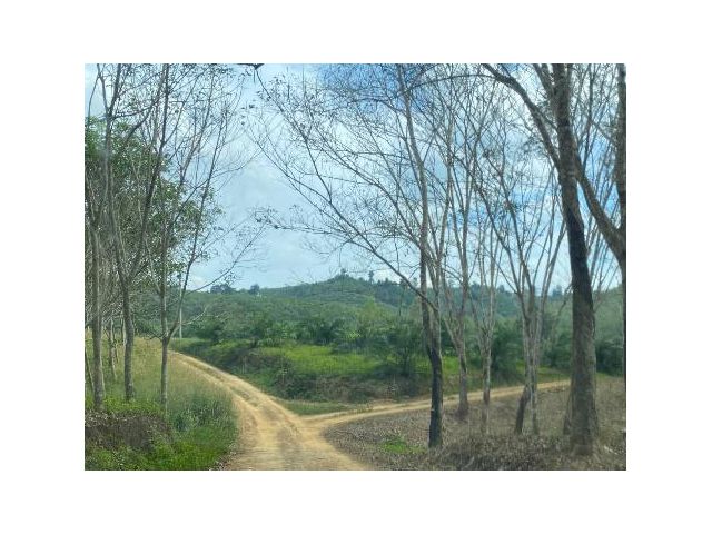 ที่ดินสวนยาง-สวนปาล์ม